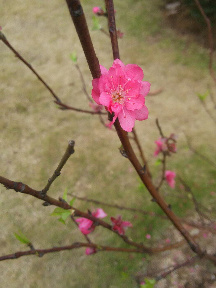 桃花开了,桃花运来袭