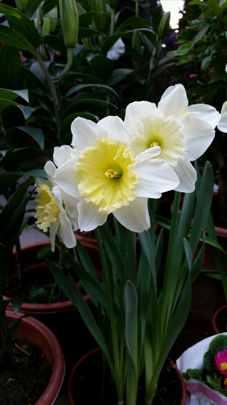 黄水仙花朵大,淡黄色,副花冠高黄色,色彩温柔和谐,清香宜人,常作切花