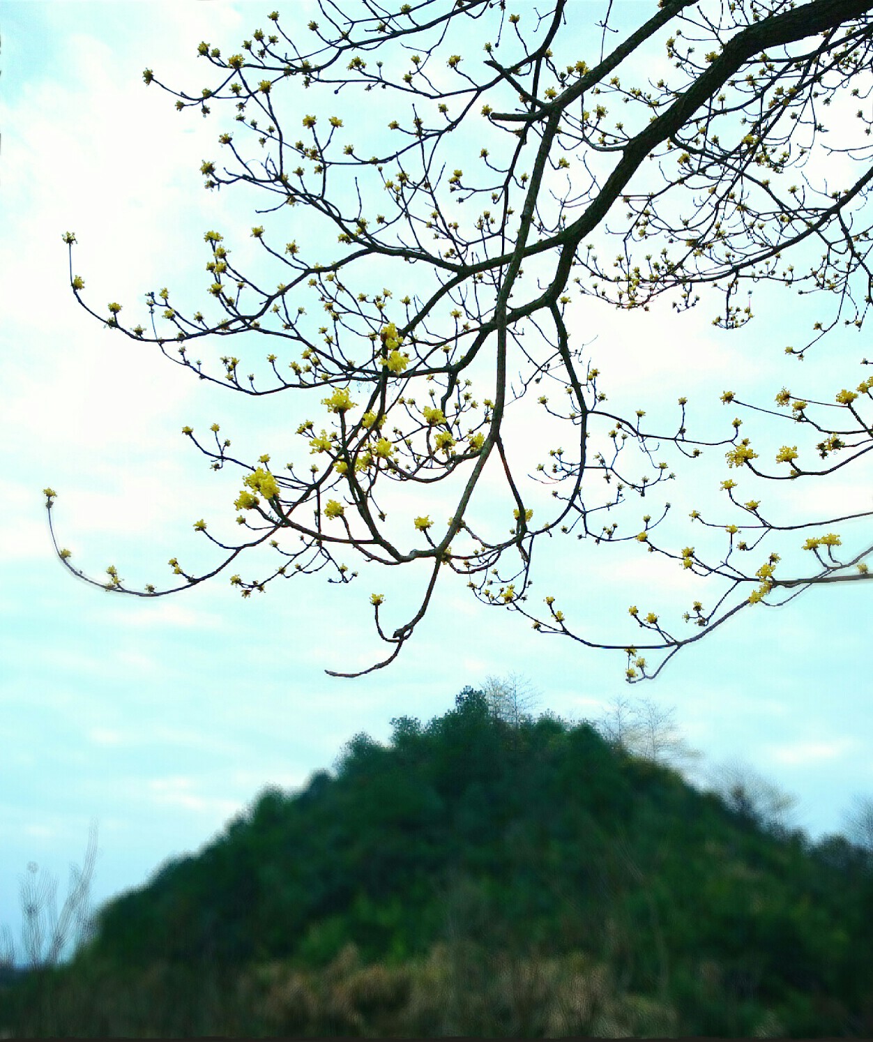 人闲听花落～静日春山空