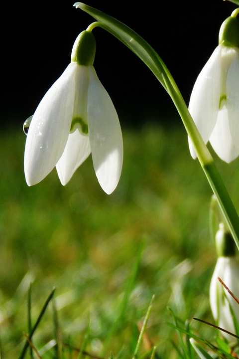 【叁月花开】雪滴花(雪铃花,铃兰水仙)——花语:希望,生命力强,勇往直