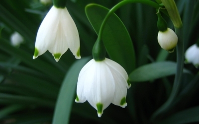 【叁月花开】雪滴花(雪铃花,铃兰水仙)——花语:希望,生命力强,勇往直