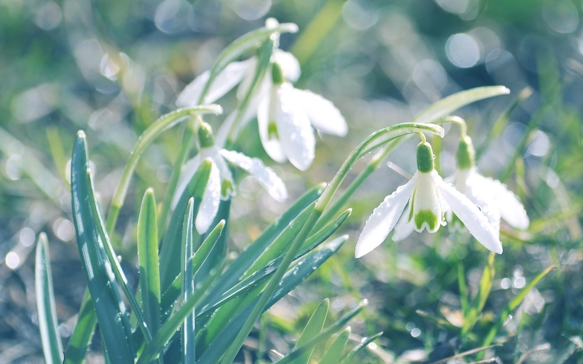 【叁月花开】雪滴花(雪铃花,铃兰水仙—花语:希望,生命力强,勇往直