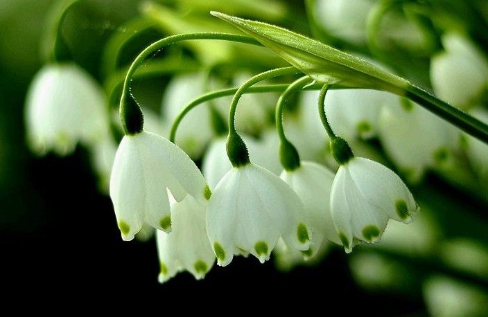 【叁月花开】雪滴花(雪铃花,铃兰水仙—花语:希望,生命力强,勇往直