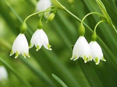 【叁月花开】雪滴花(雪铃花,铃兰水仙)——花语:希望,生命力强,勇往直