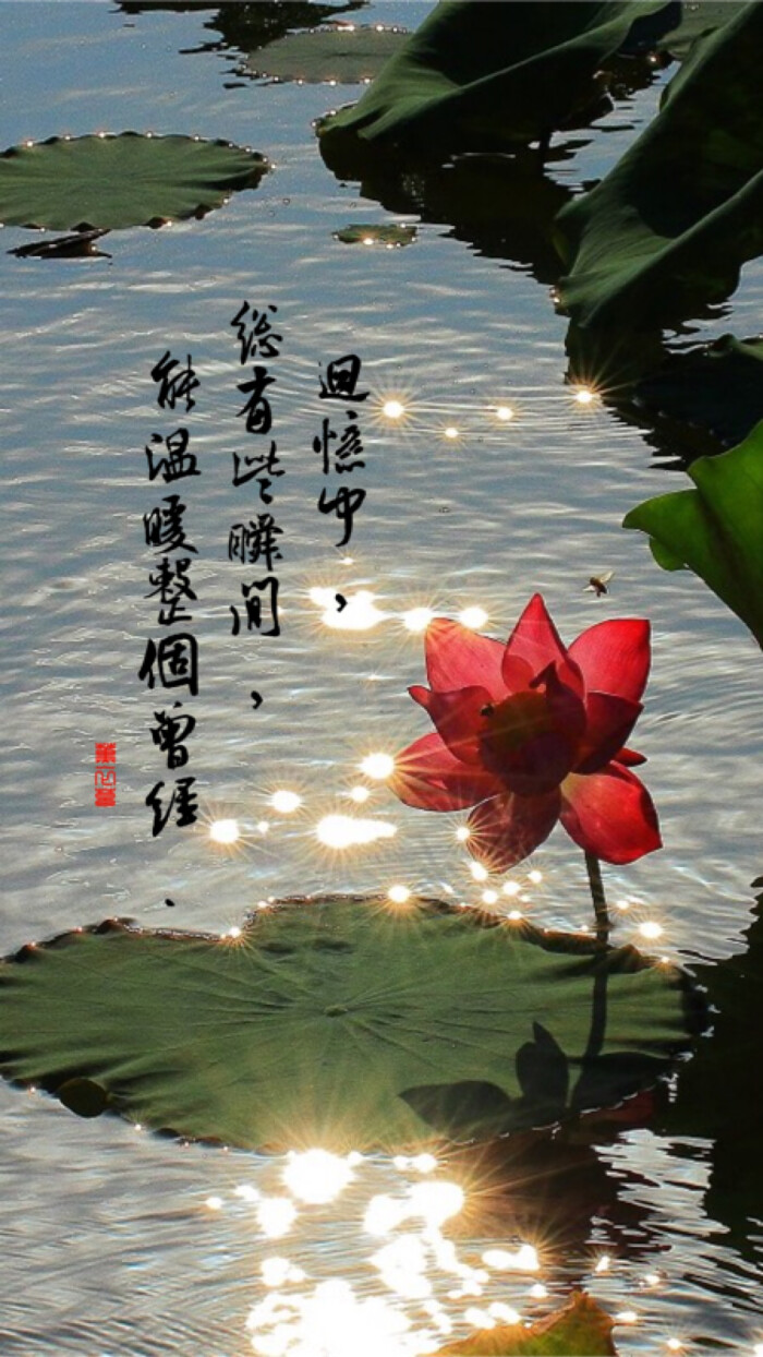 荷花系列.