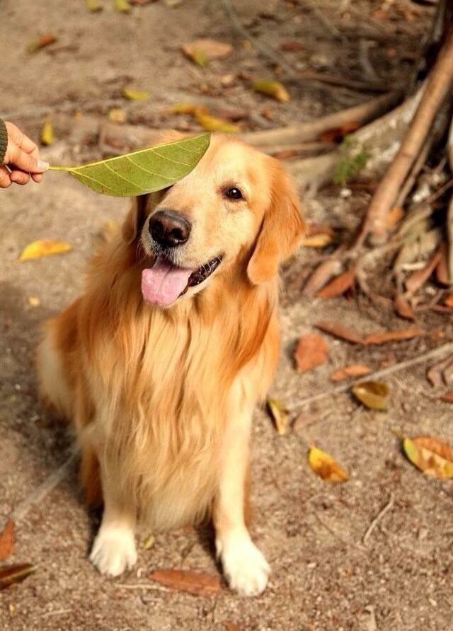 金毛犬 