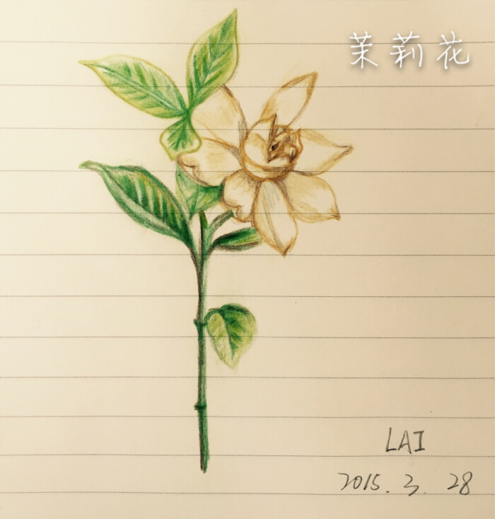 彩铅 茉莉花