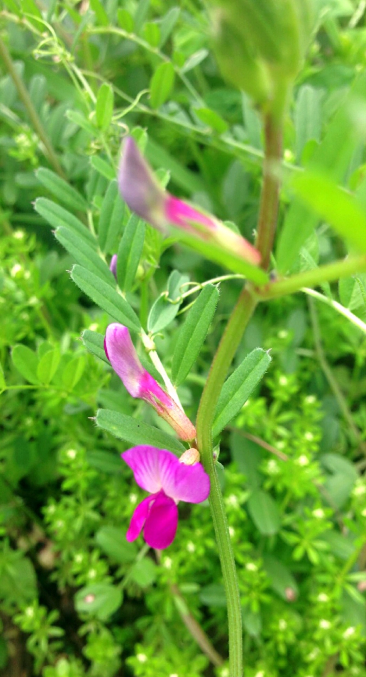 【三齿蕚野豌豆 】全草可入药,花可治中风后口眼歪斜,吐血,咯血,肺热