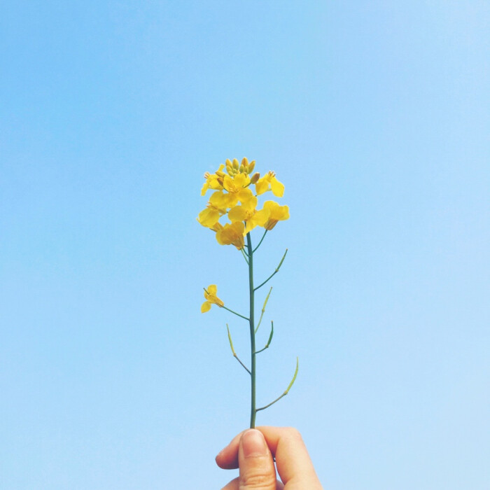 油菜花盛开的季节,满眼的金黄色,心情格外地舒心温暖.