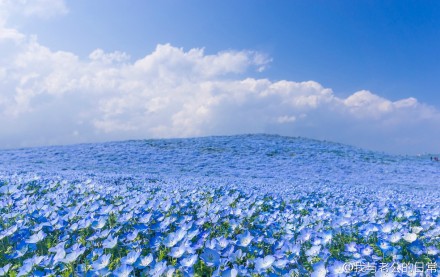 喜林草nemophila menziesii 粉蝶花,幌菊)英文名:baby blue eyes