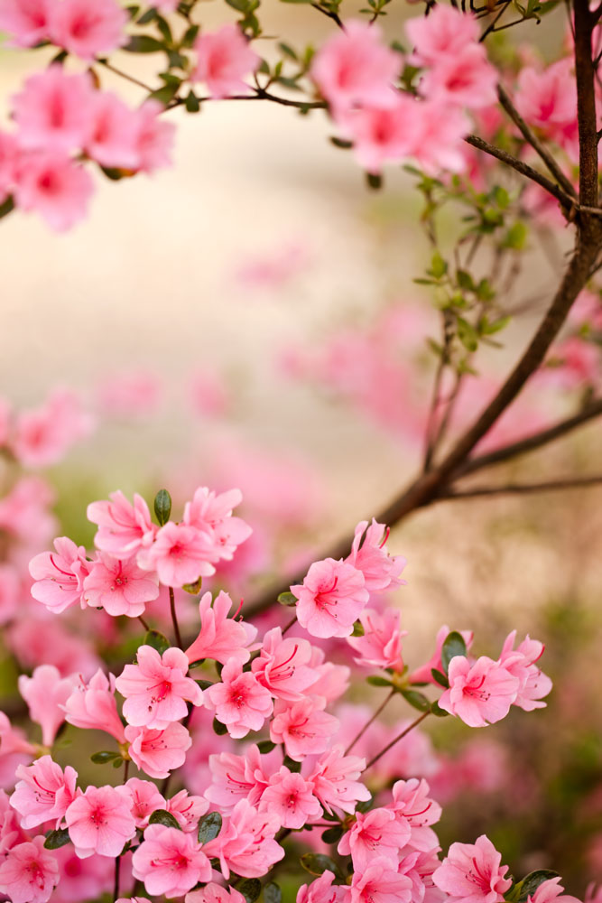 杜鹃花一般春季开花,每簇花2-6朵,有红,淡红,杏红,雪青,白色等,700