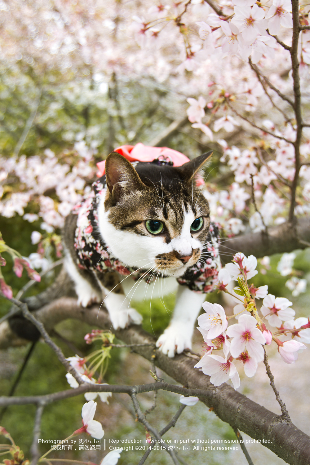 樱花 喵猫 萌物