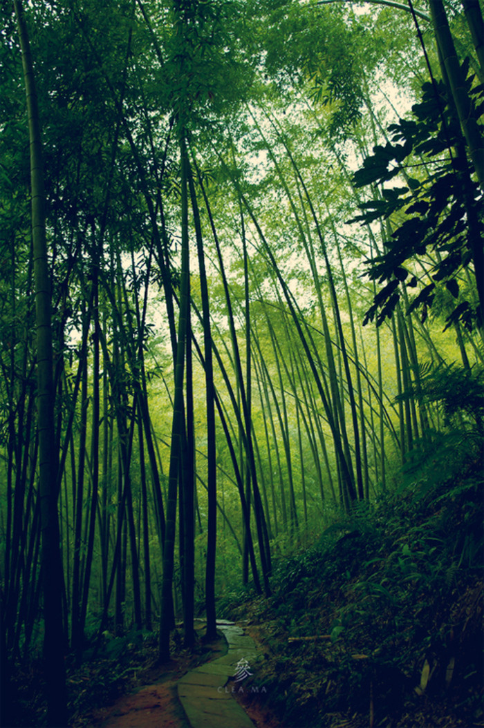 竹子bamboo.中国是竹的故乡.种子被称为竹米.有些种类的竹笋可以食用.