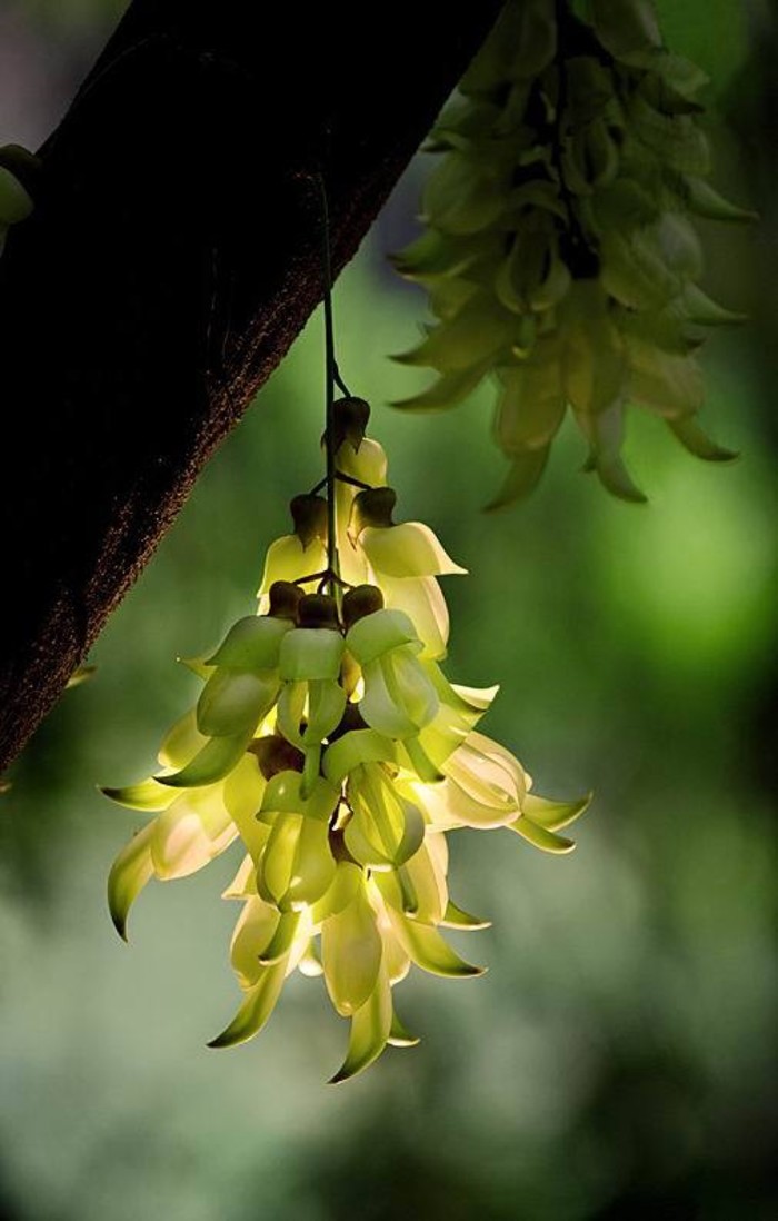 禾雀花藤mucuna birdwoodiana.又名白花油麻藤,花汕麻藤,雀儿花.