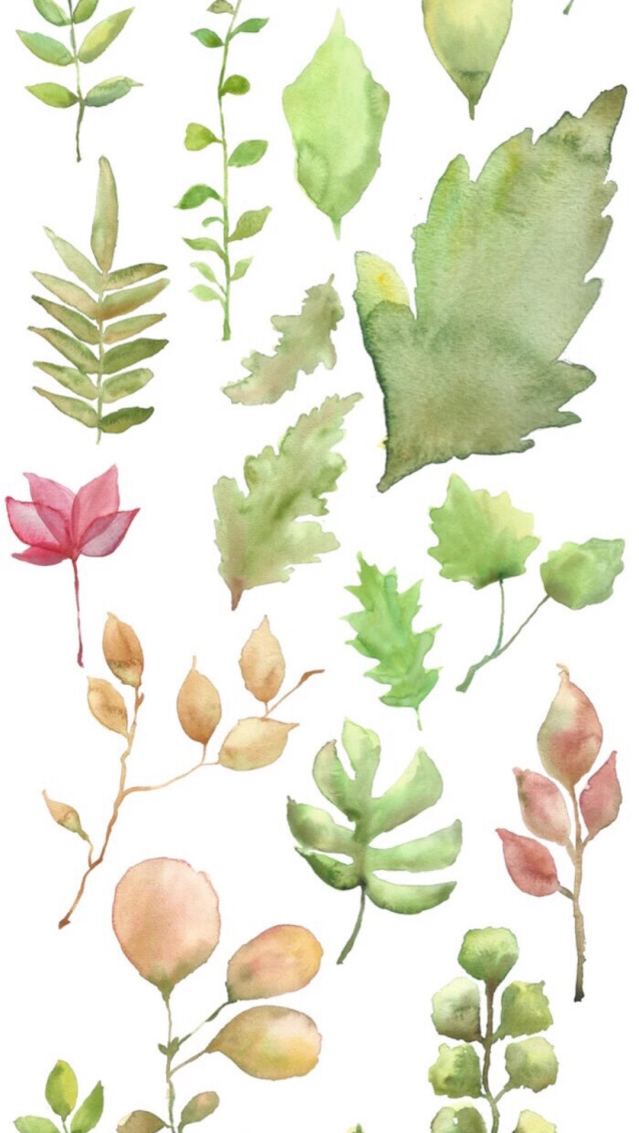壁纸/植物/文艺/iphone6/花/可爱/小清新