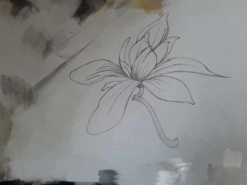 木兰花,手绘