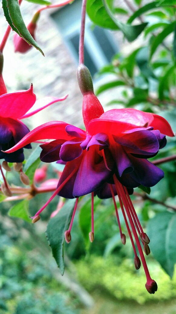 灯笼花 