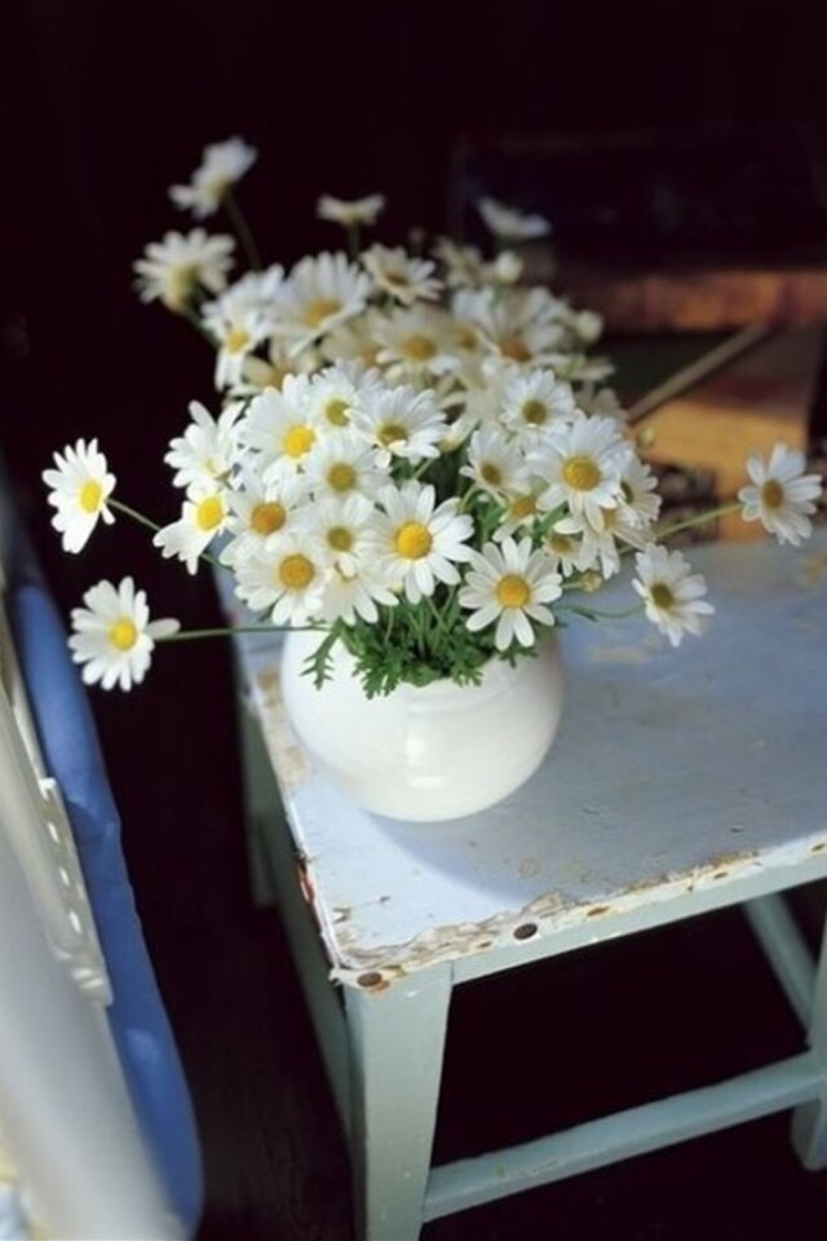 唯美小清新花朵小白菊淡雅