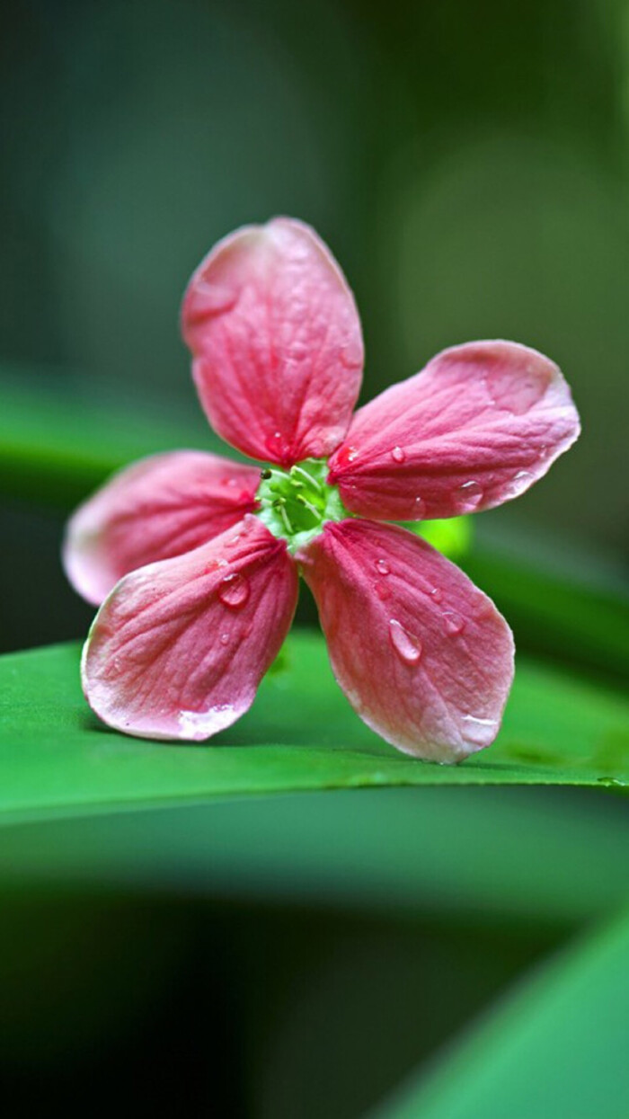 花#苹果6高清壁纸,iphone 6 plus高清壁纸,不是高清我不发,更多同