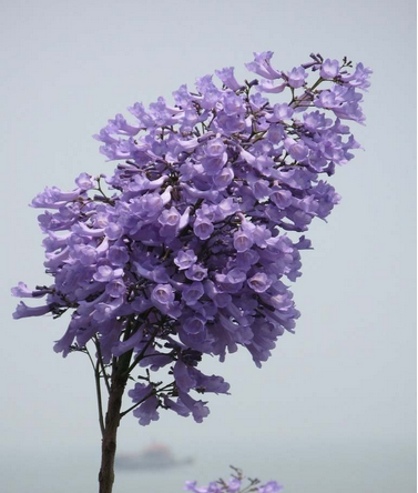 每年夏,秋两季各开一次花,盛花期满树紫蓝色花朵,十分雅丽清秀;特别是