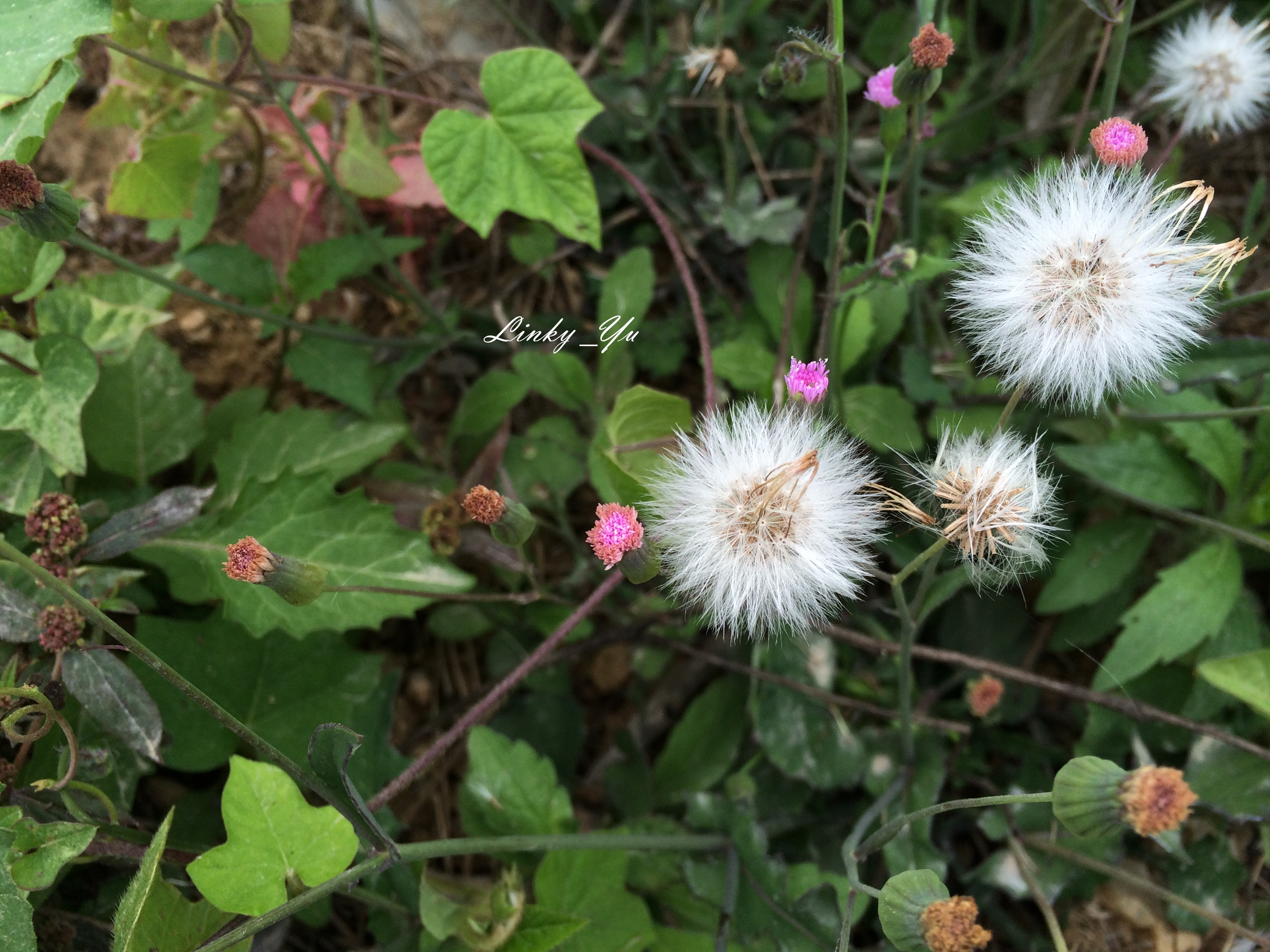 一点红(红背叶,羊蹄草,叶下红) emilia sonchifolia 菊科,直立或近