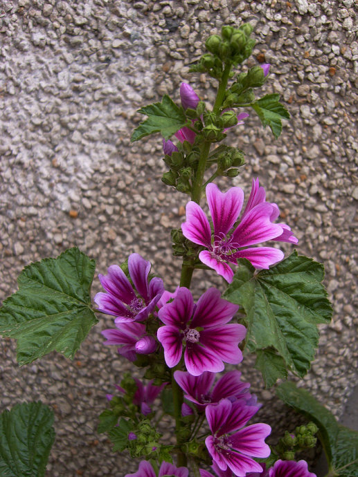 锦葵malva sinensis cavan.