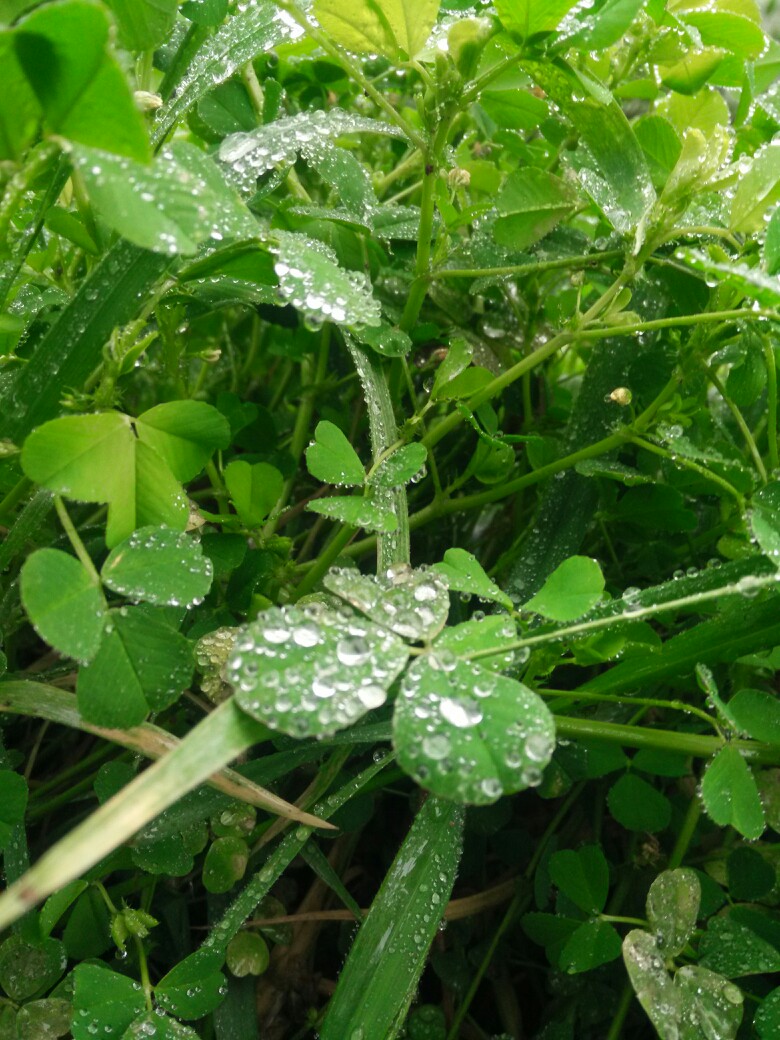 春天,雨水