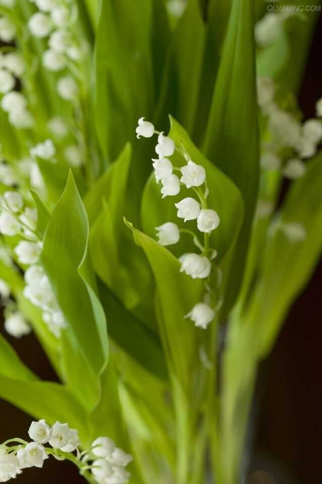 铃兰(学名:convallariamajalis,英文:lilyofthevalley,法文:muguetde