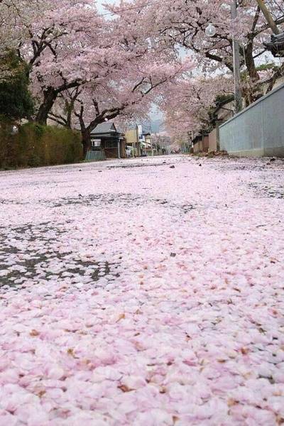 日本樱花季,各地当樱花凋零铺满整个水面,粉红的世界美的让人窒息.