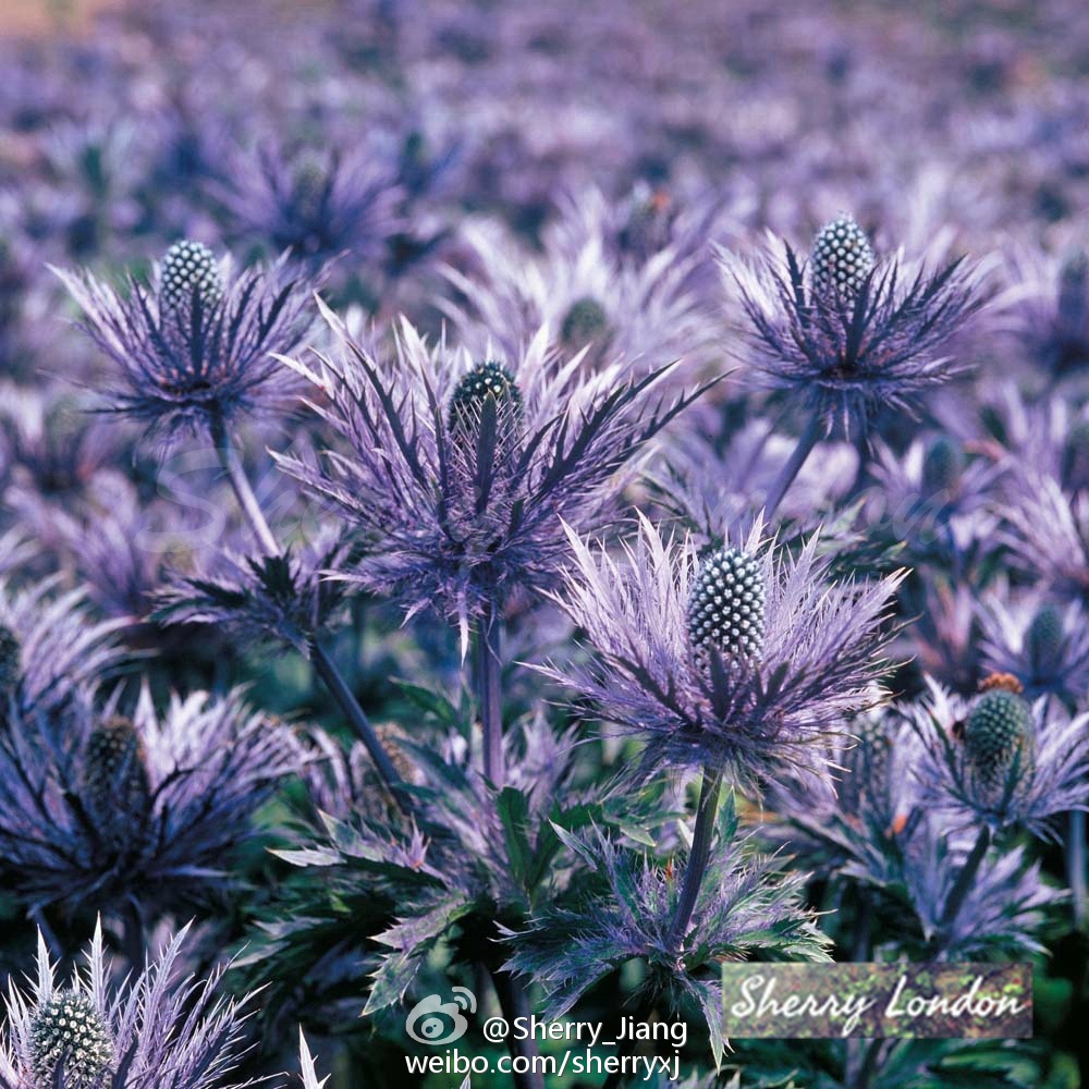 刺芹 蓝色蕾丝 sea holly 漂亮的颜色 喜好排水土壤 全日照.