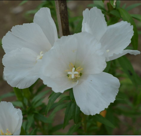 古代稀godetia amoena don.别称送春花,送别花,晚春锦,绣衣花.