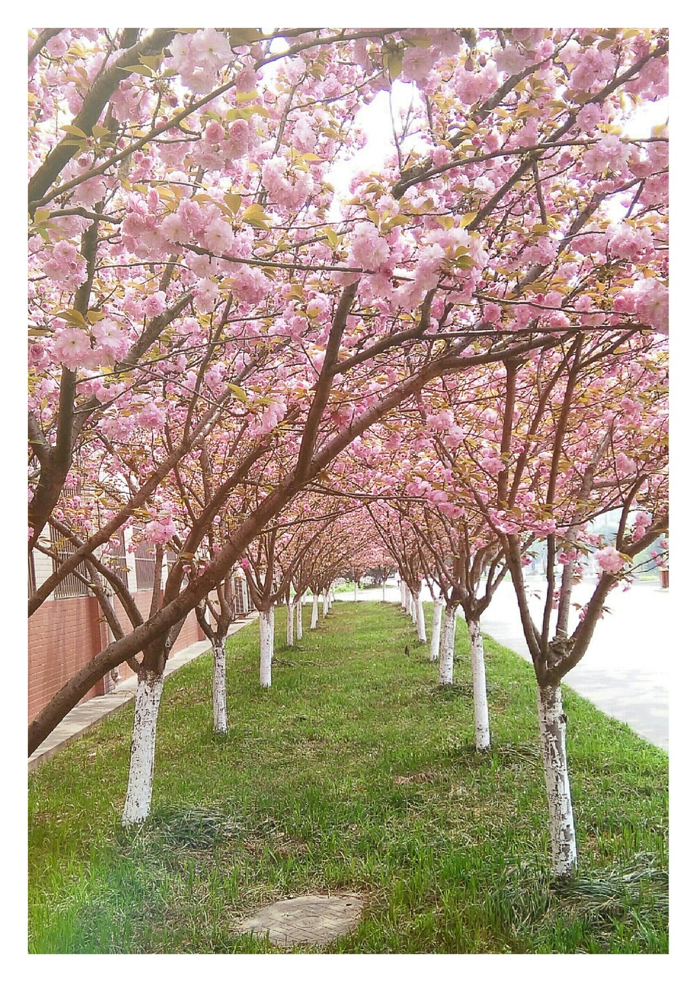 樱花_实景拍摄