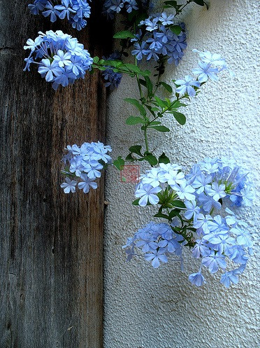 蓝雪花ceratostigma plumbaginoides.