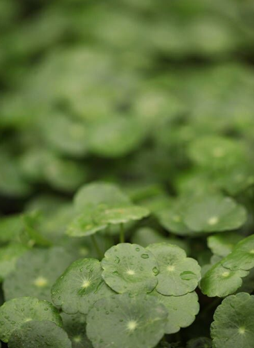 铜钱草hydrocotyle vulgaris.夏季开白花.茎细长,节处生根.