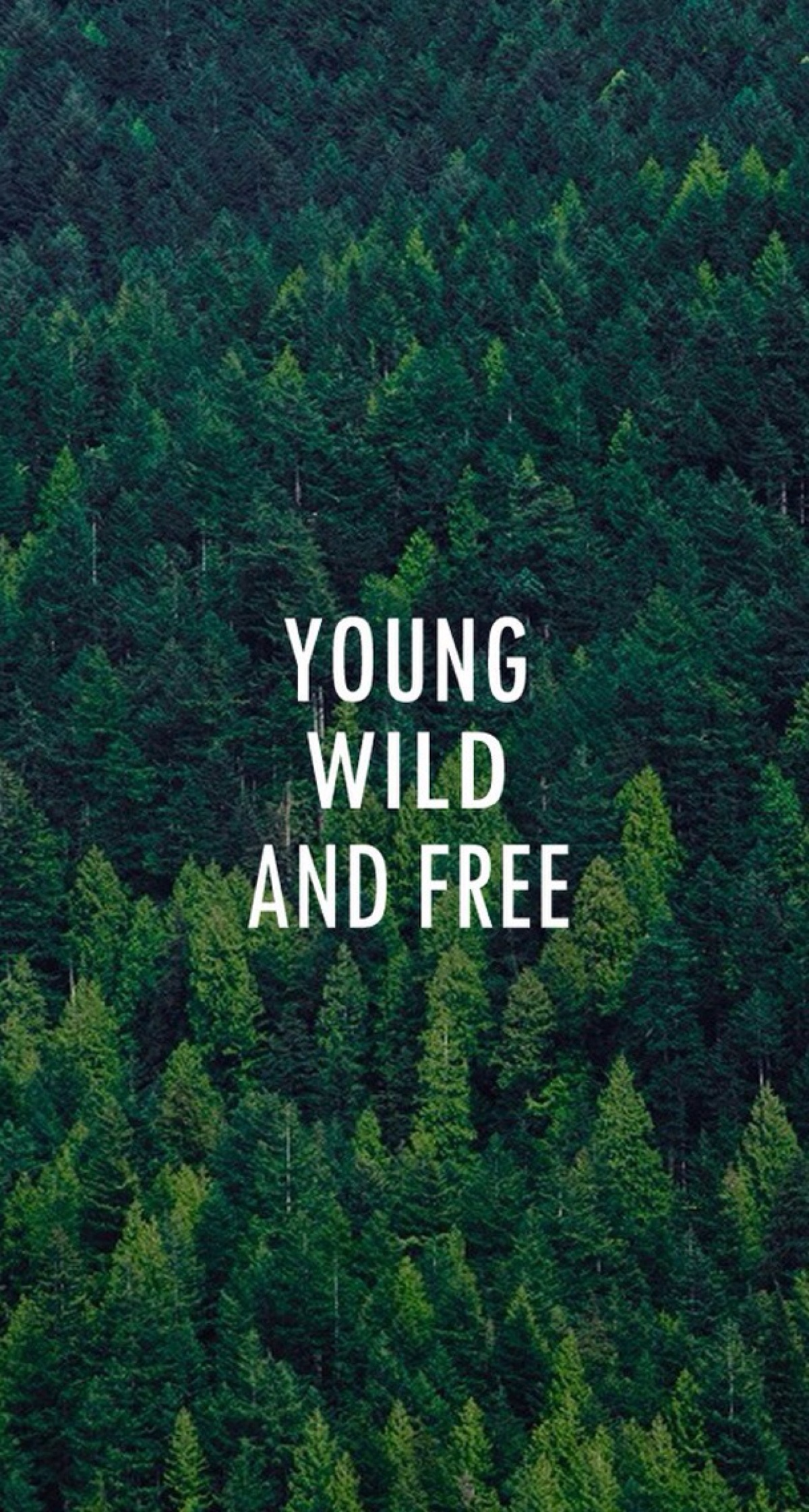 年轻,野性,自由.绿色 树林 欧美 英文 手机壁纸 简洁 立於风中的elsa