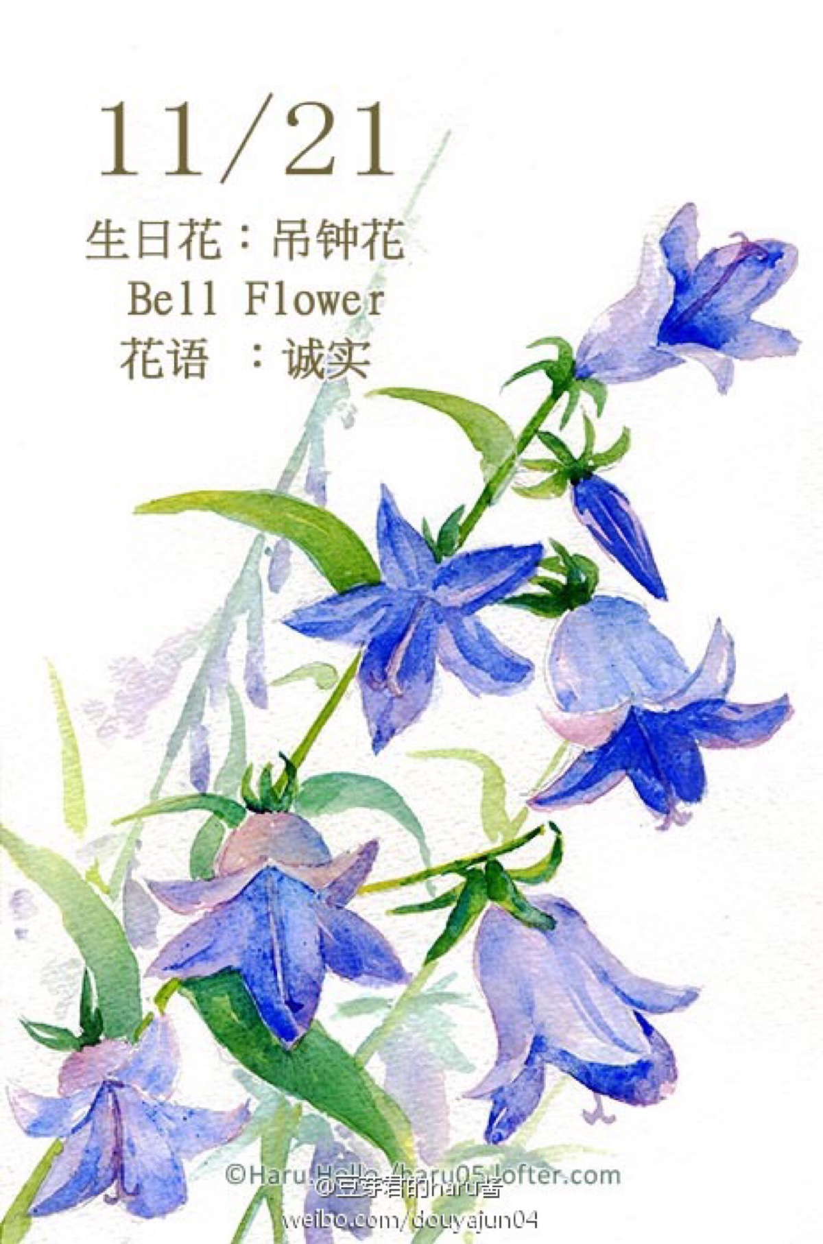 豆芽君的haru酱#每日一绘生日花