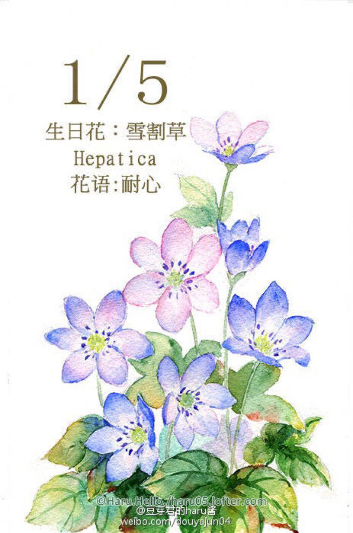 豆芽君的haru酱#每日一绘生日花