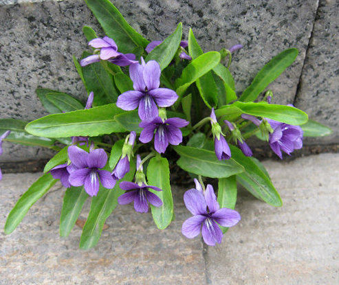 紫花地丁viola philippica.别名野堇菜,光瓣堇菜等.高4~14cm.