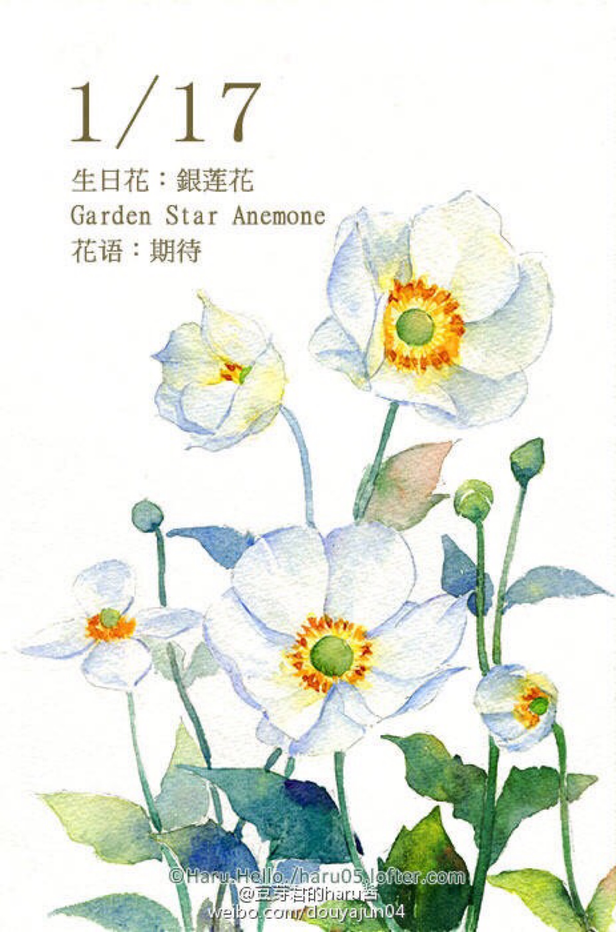 豆芽君的haru酱#每日一绘生日花