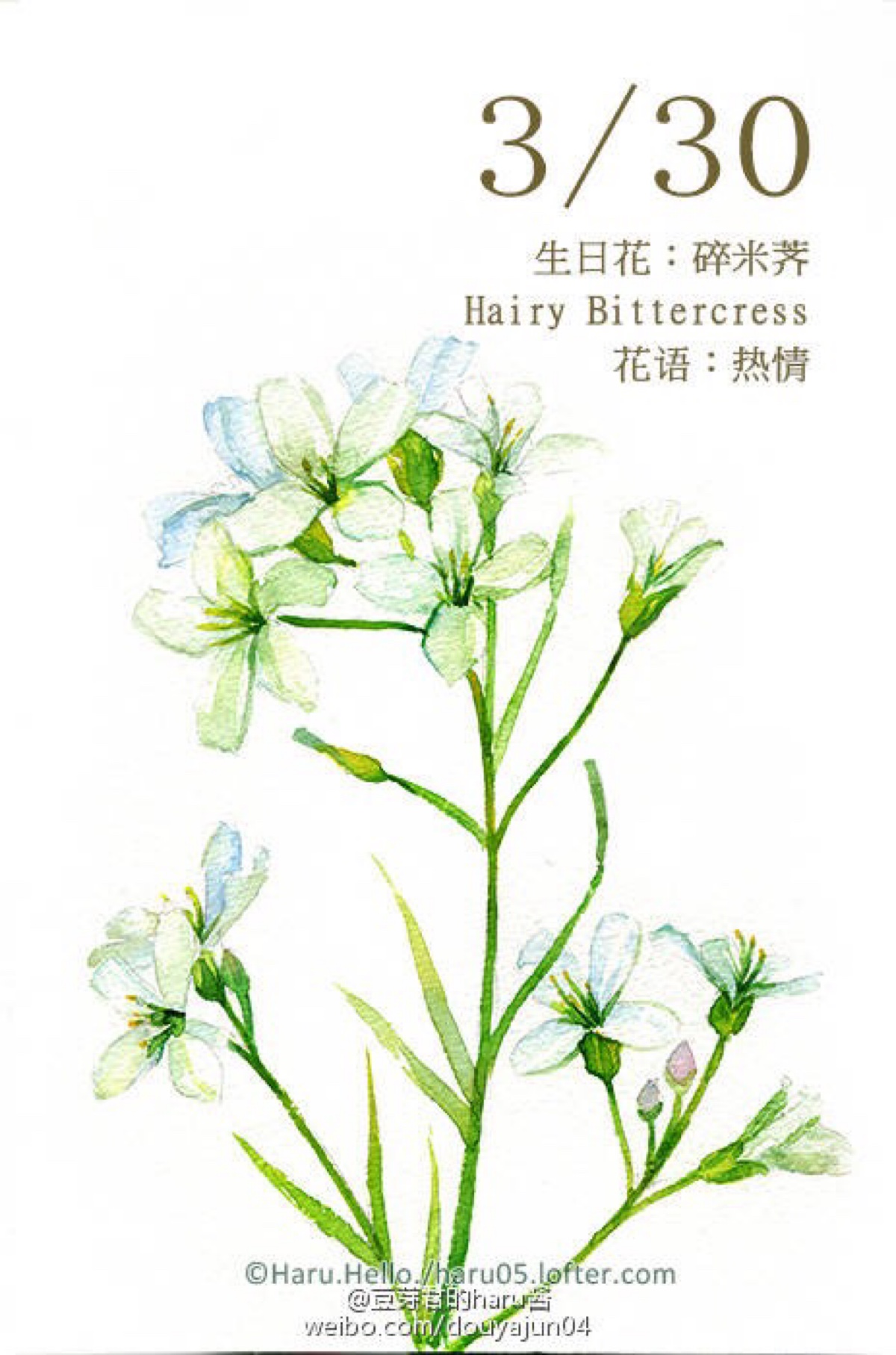 豆芽君的haru酱#每日一绘生日花