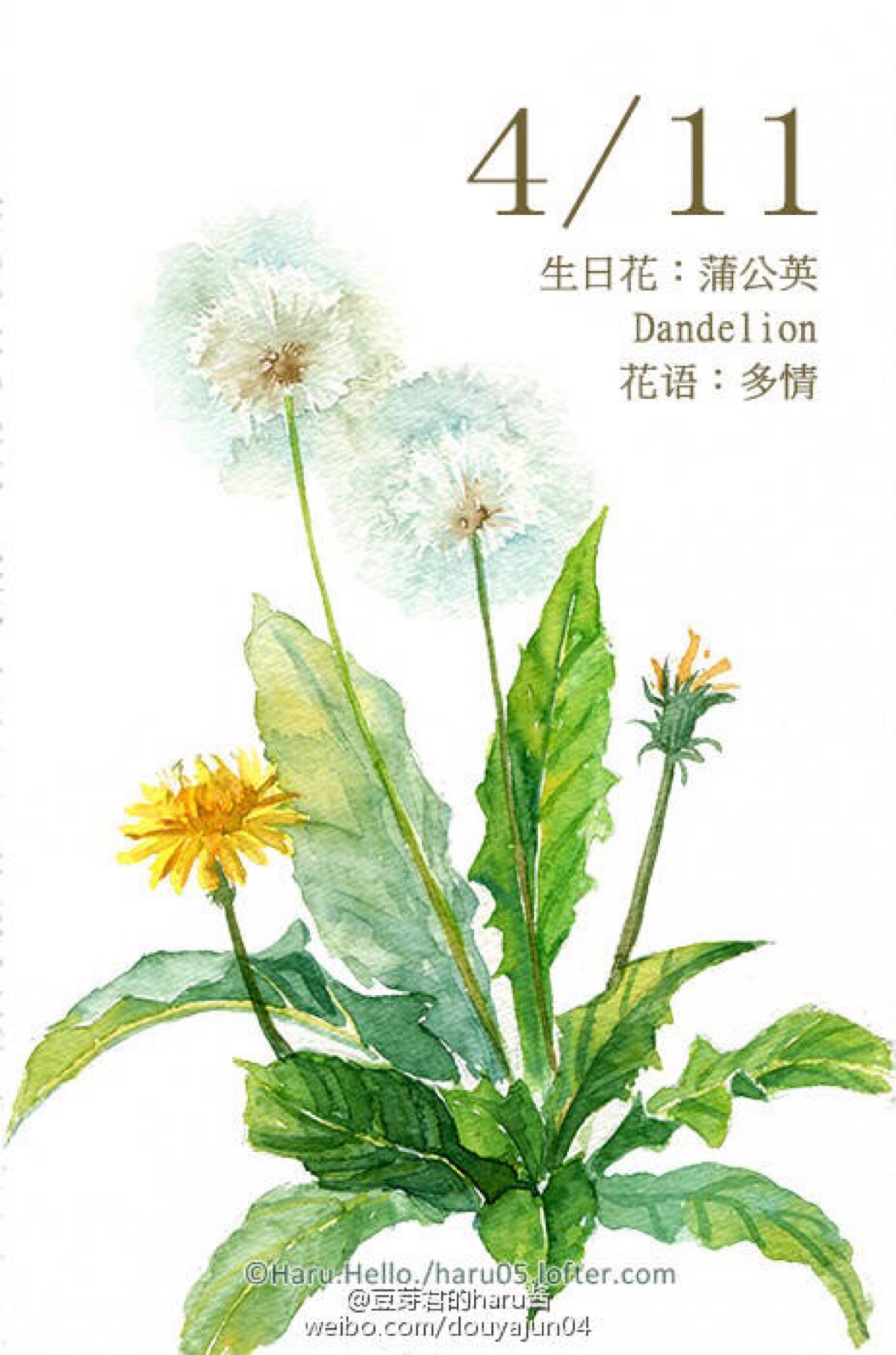 豆芽君的haru酱#每日一绘生日花