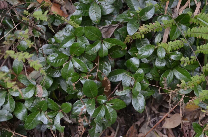 紫金牛科植物.全株药用,中药名矮地茶,功能化痰止咳,利湿,活血.