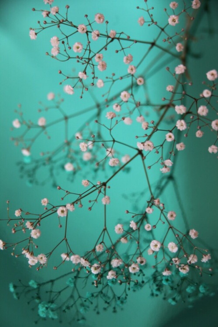 满天星是清雅之士所喜爱的花卉,素蕴含&quot;清纯,致远,浪漫&