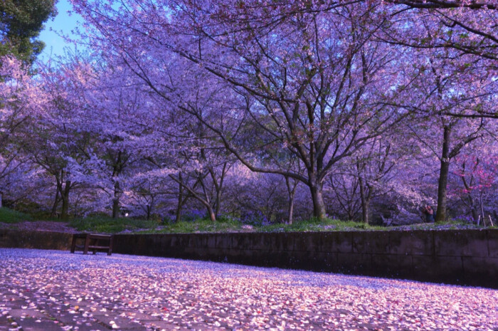 又到樱花烂漫时