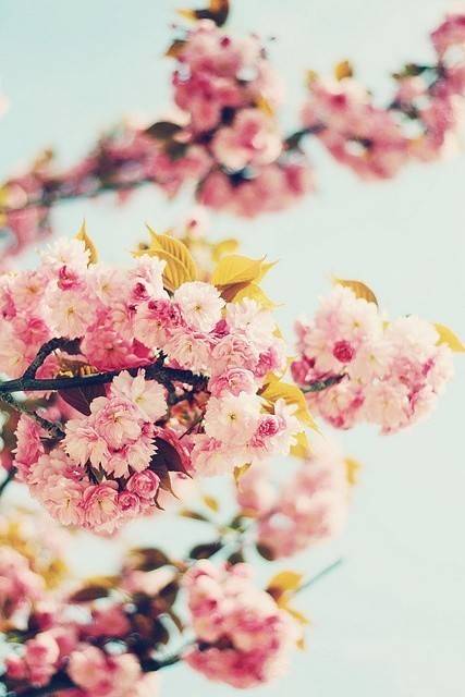 手机壁纸#花