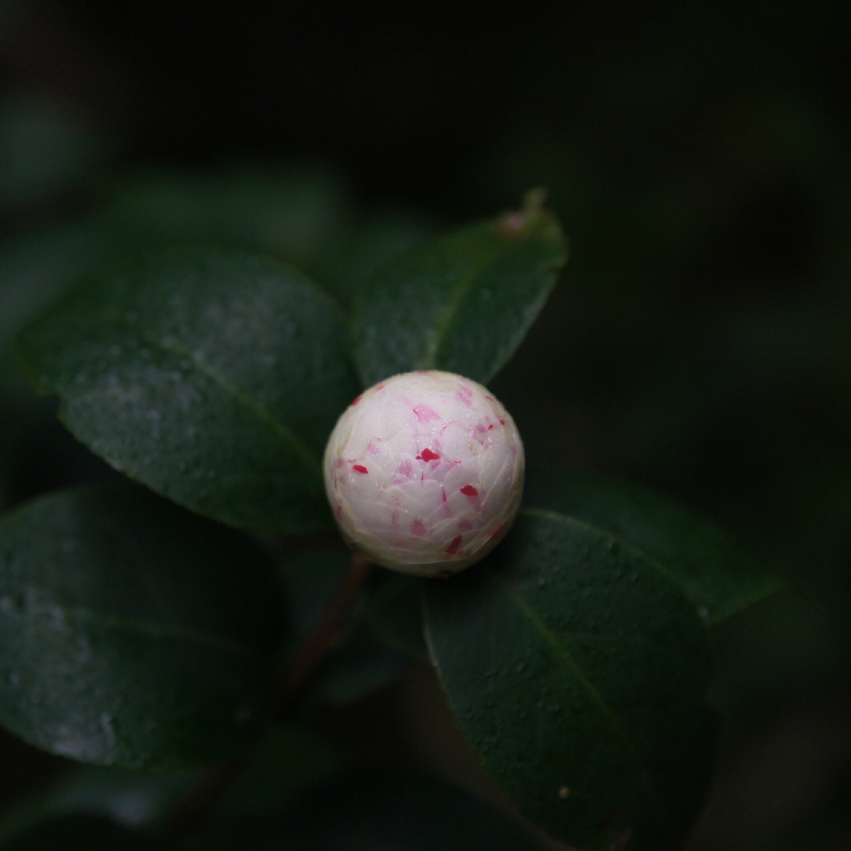 茶花儿 花苞