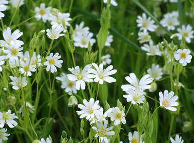 15生日花:繁缕花(greater stitchwort)…-堆糖,美好