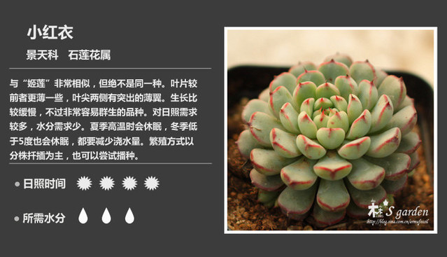 多肉#150多种多肉植物对照图