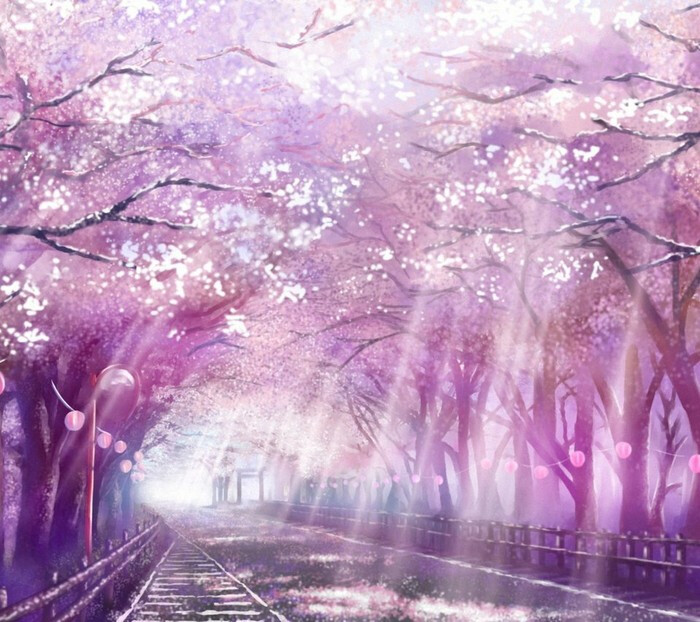 樱花雨,轨道