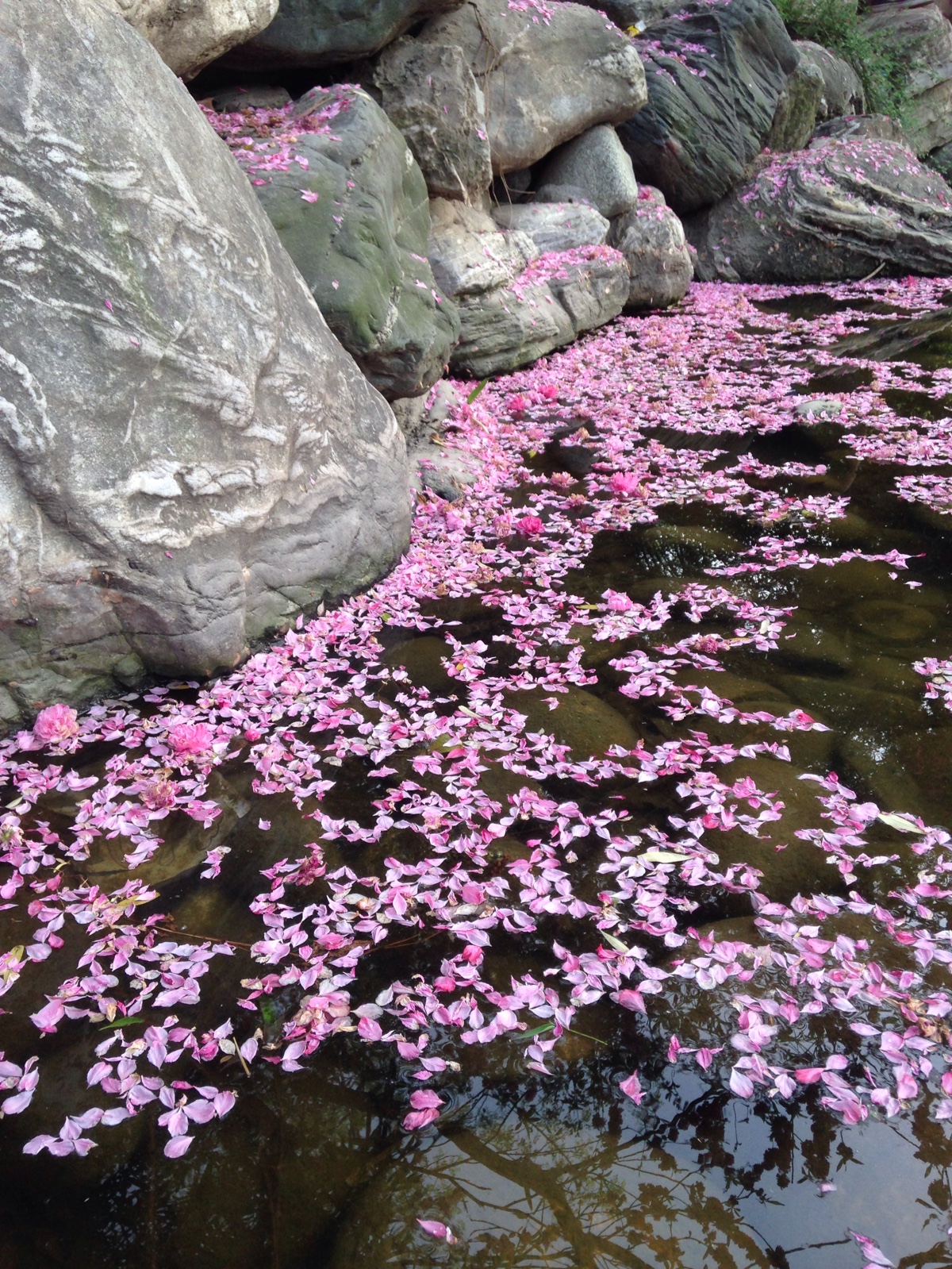 落花有意流水无情2